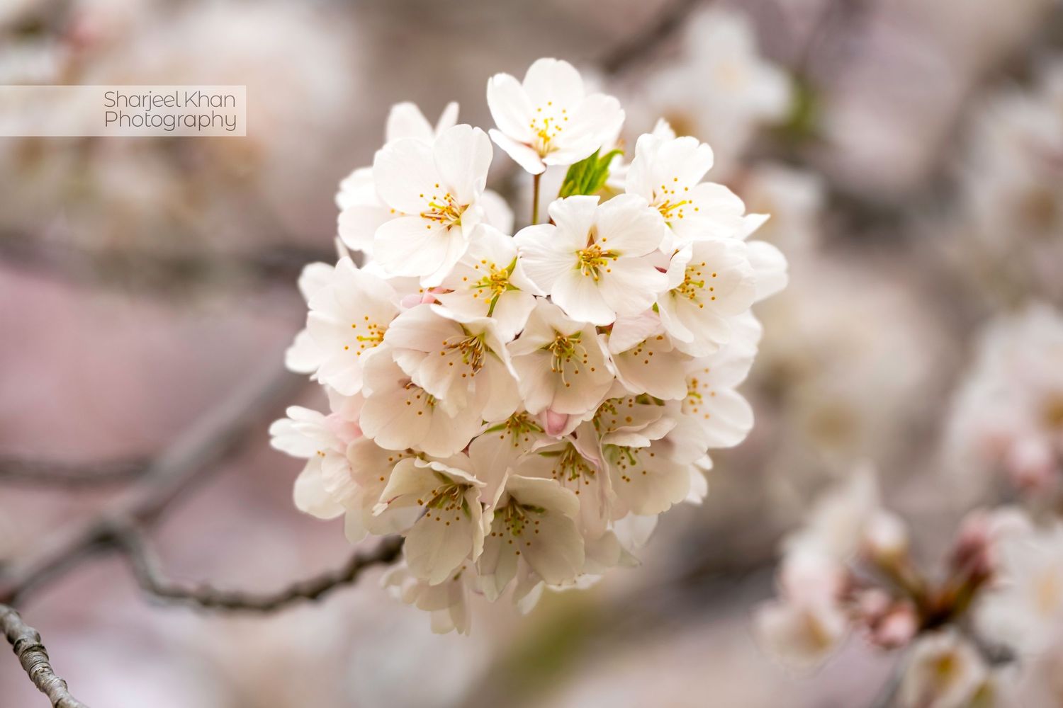Close-up of white cherry blossom cluster in full bloom with soft pink background.