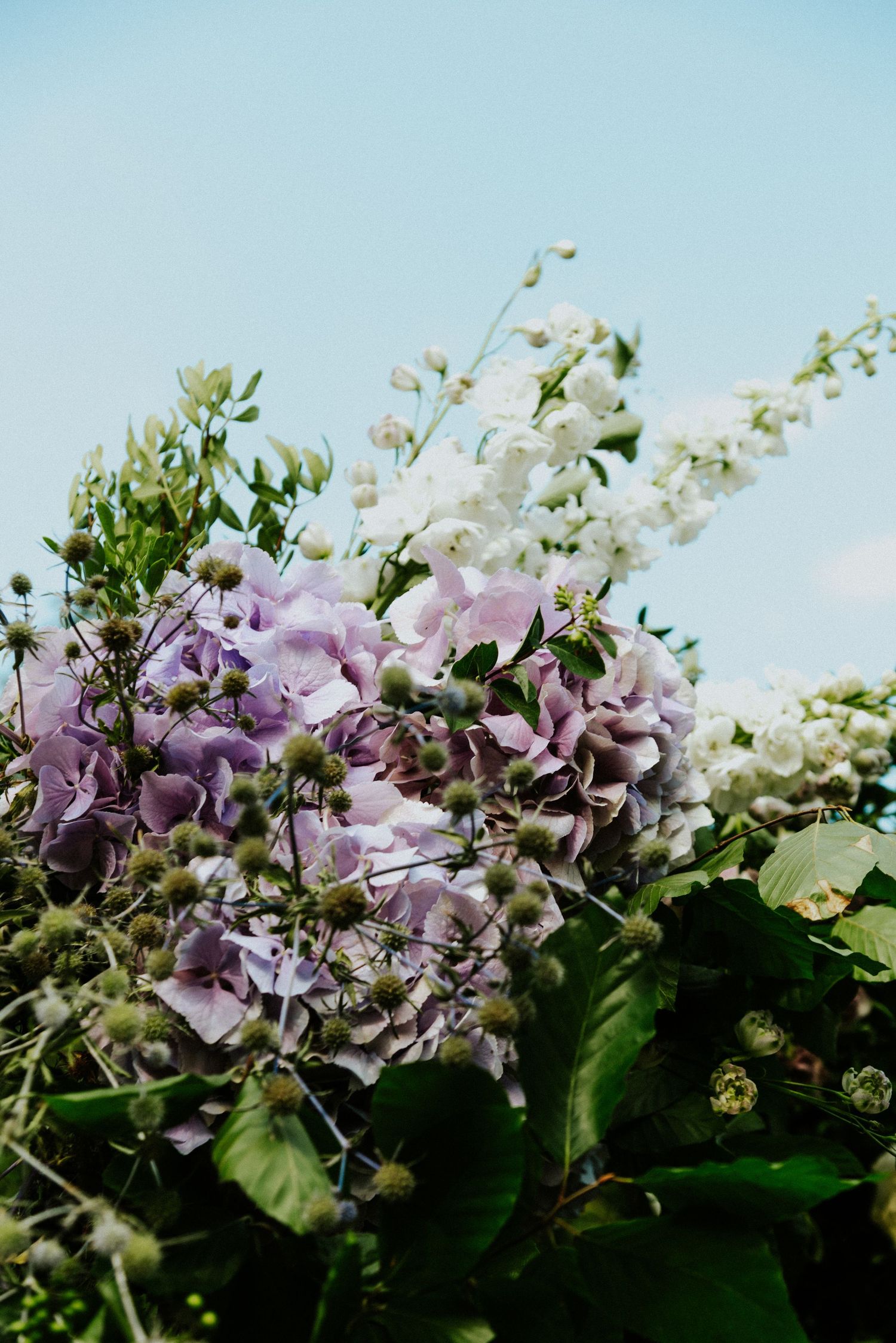 Delicate purple and white hydrangea flowers bloom against a soft blue sky on a summer day.