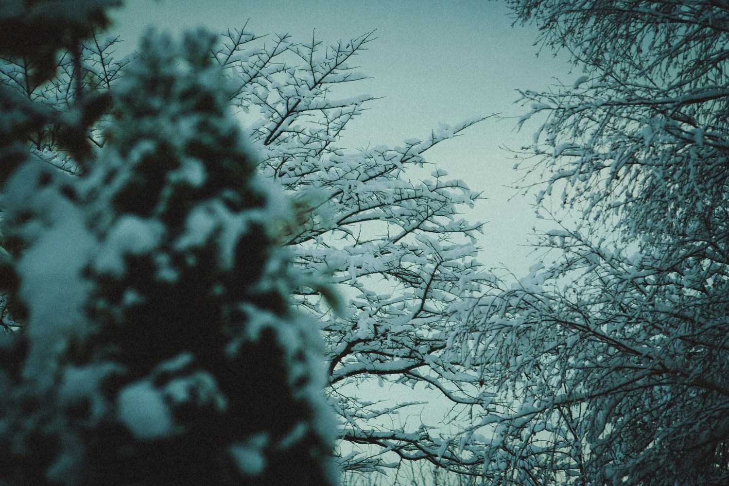 Silhouettes of bare tree branches against a moody teal sky create a dramatic winter atmosphere.