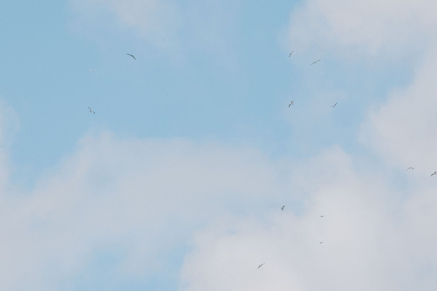 A serene light blue sky with wispy white clouds and tiny birds flying in the distance.