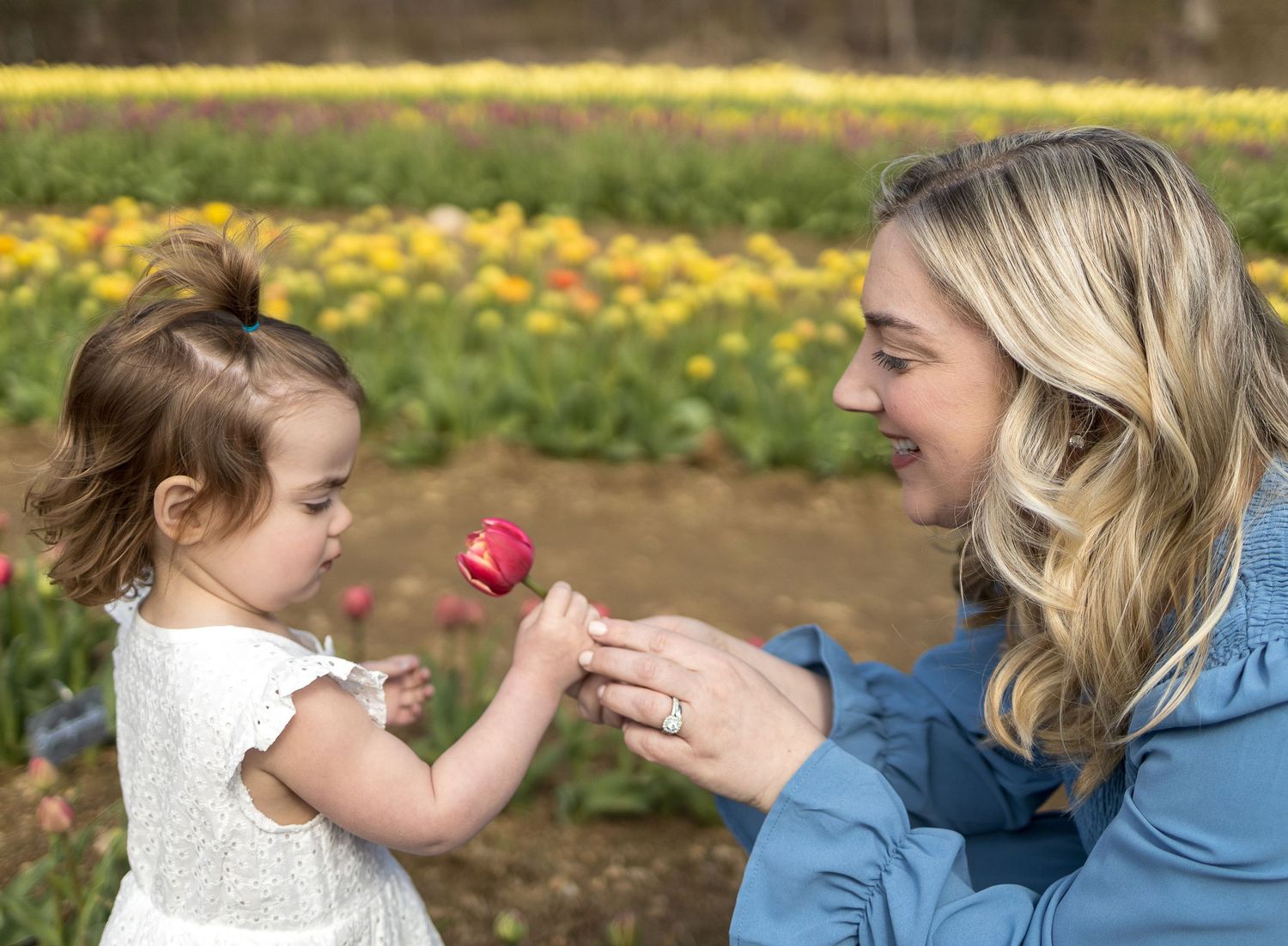 A sweet moment in a tulip field as they share a pink flower together on a bright spring day.