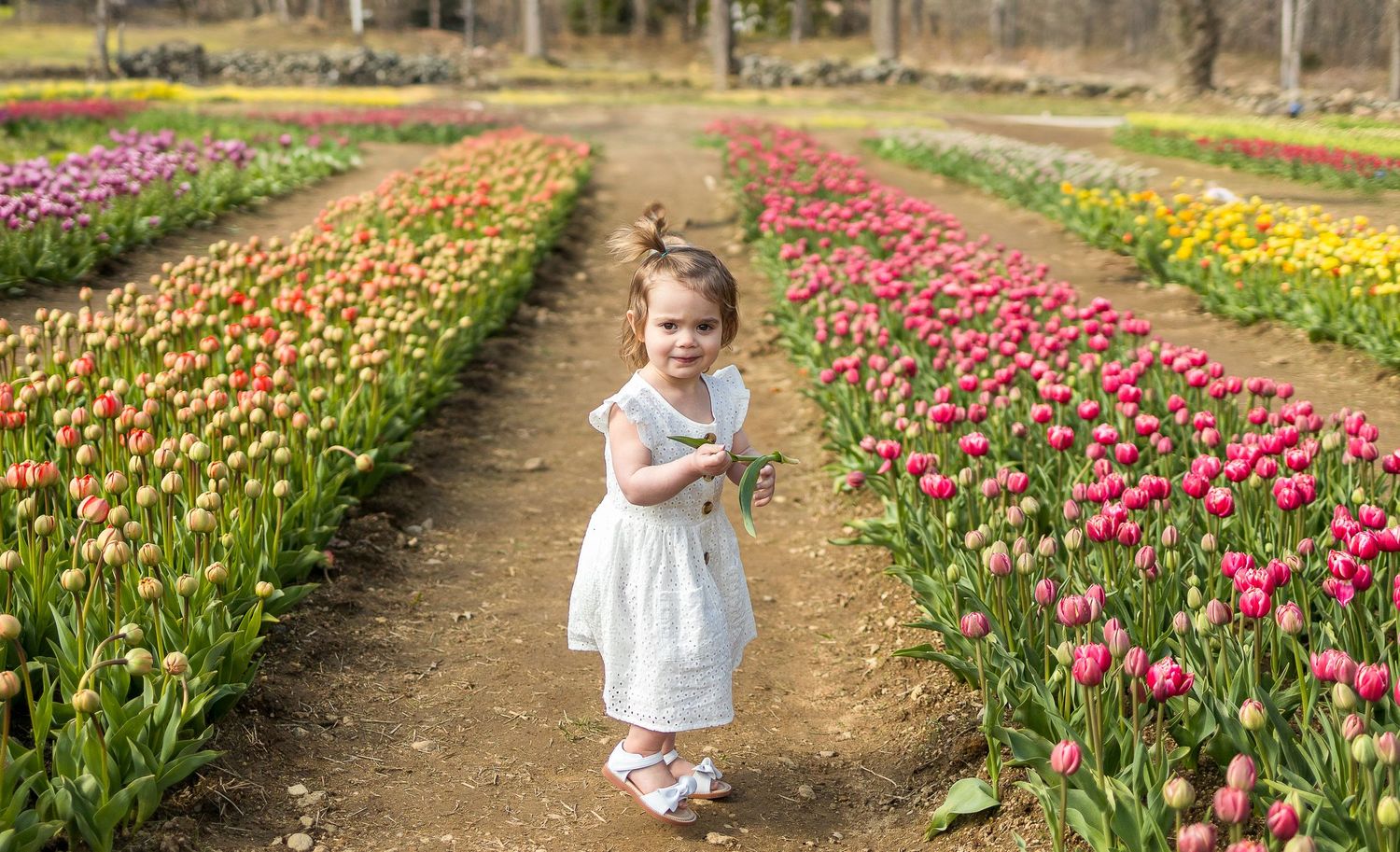 Little one in white dress explores path between rows of colorful spring tulips.