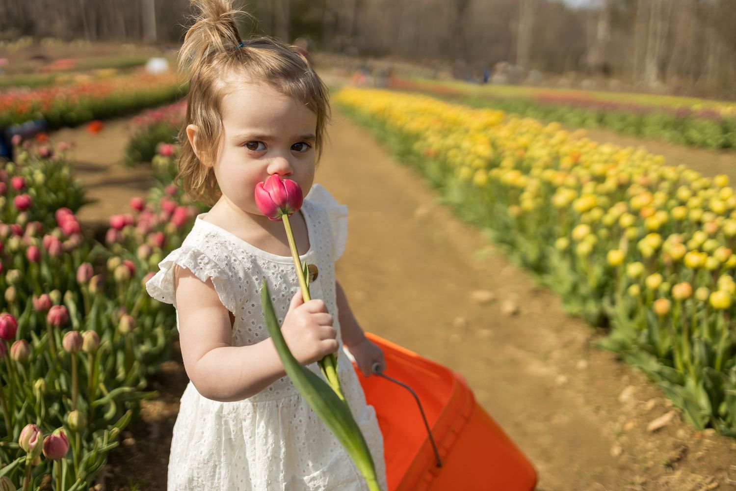 Young child in white dress smelling a pink tulip in a garden filled with colorful spring flowers.