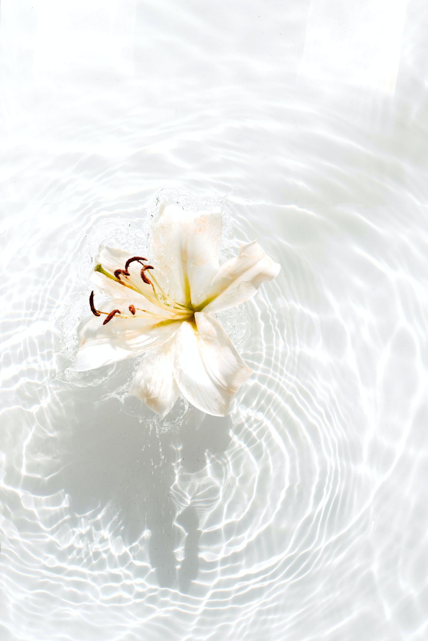 White lily flower floating on rippling water surface with ethereal lighting.
