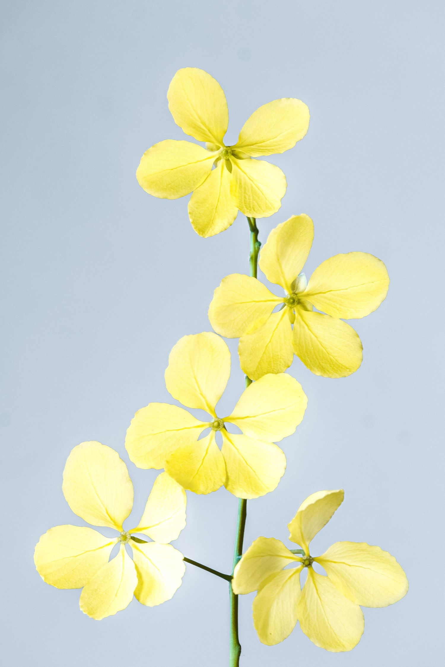 Delicate yellow wallflowers arranged against light blue background.