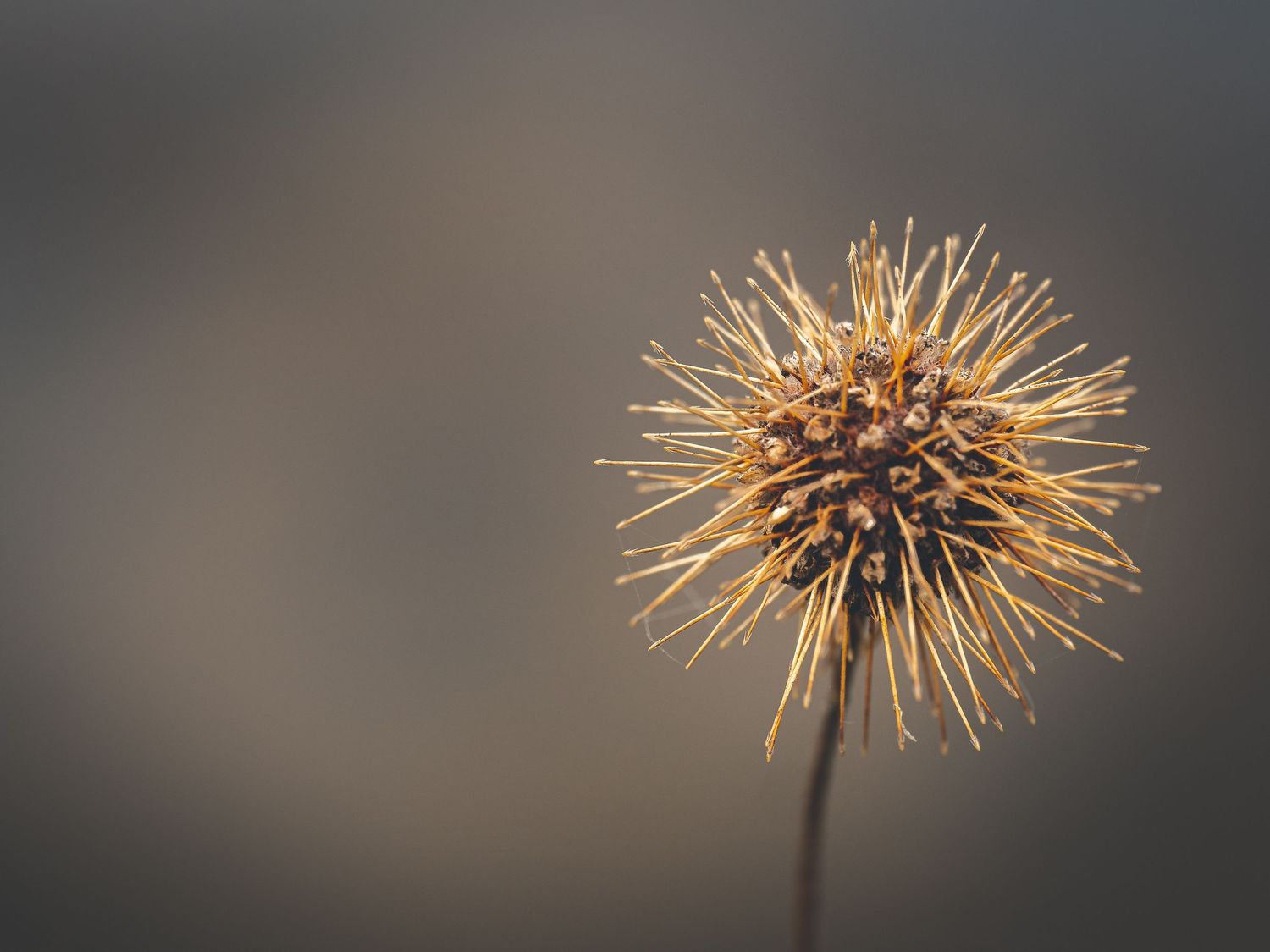 A dandelion seed head illuminated against a dark background shows delicate silhouetted seed filaments ready to disperse.