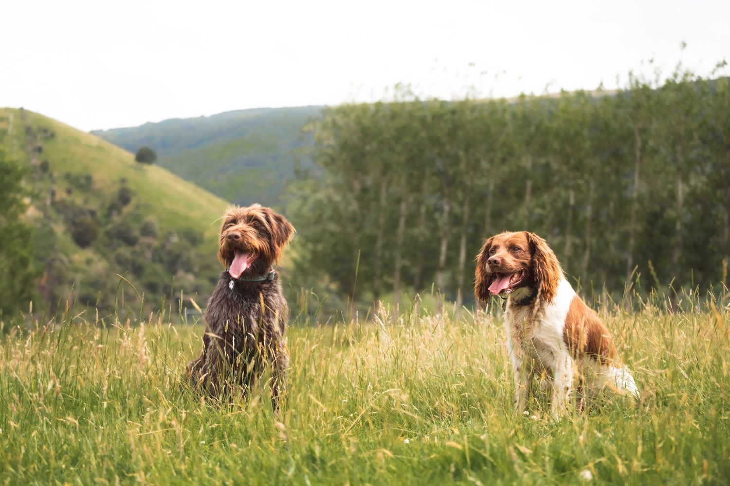 Two dogs, one brown and one brown and white, sitting in a grassy field