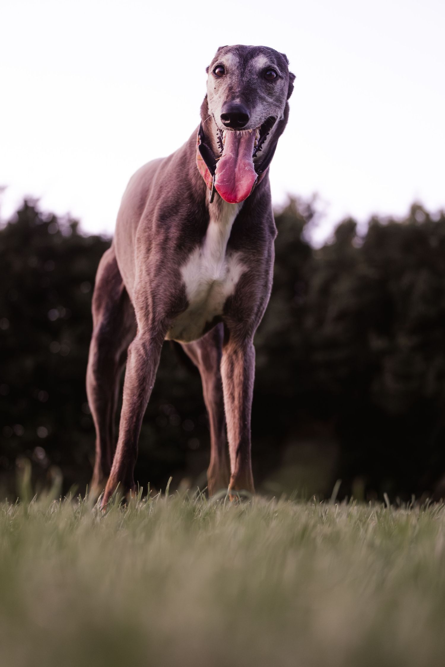 Greyhound dog with red collar, panting, with blurred landscape background