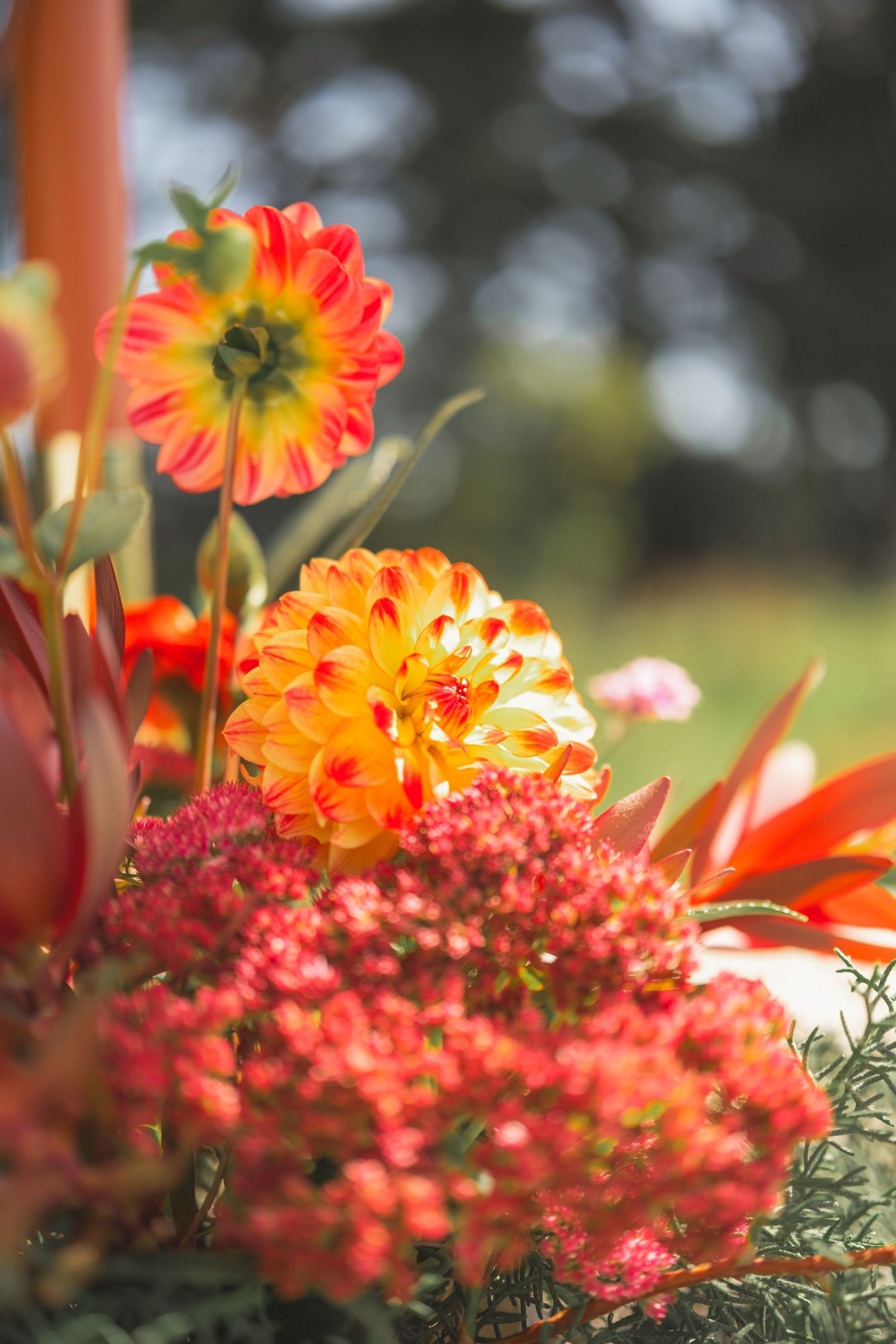 Vibrant orange and red dahlia flowers in a lush bouquet with soft bokeh green background in natural sunlight.