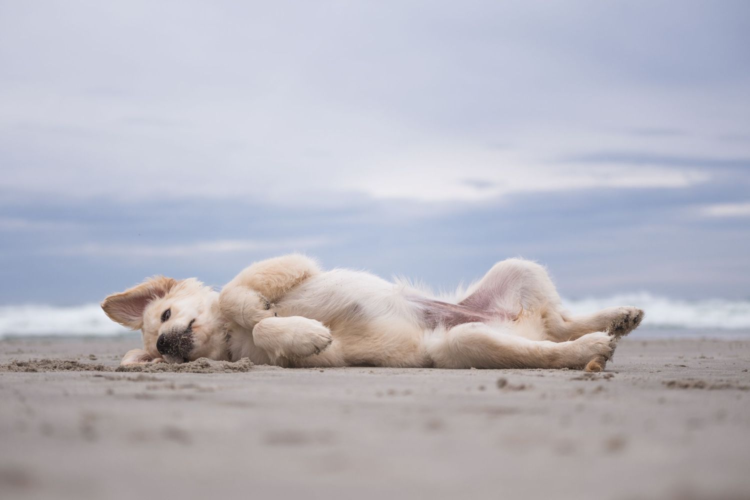 Golden Retriever puppy lying on its back in the sand at the beach
