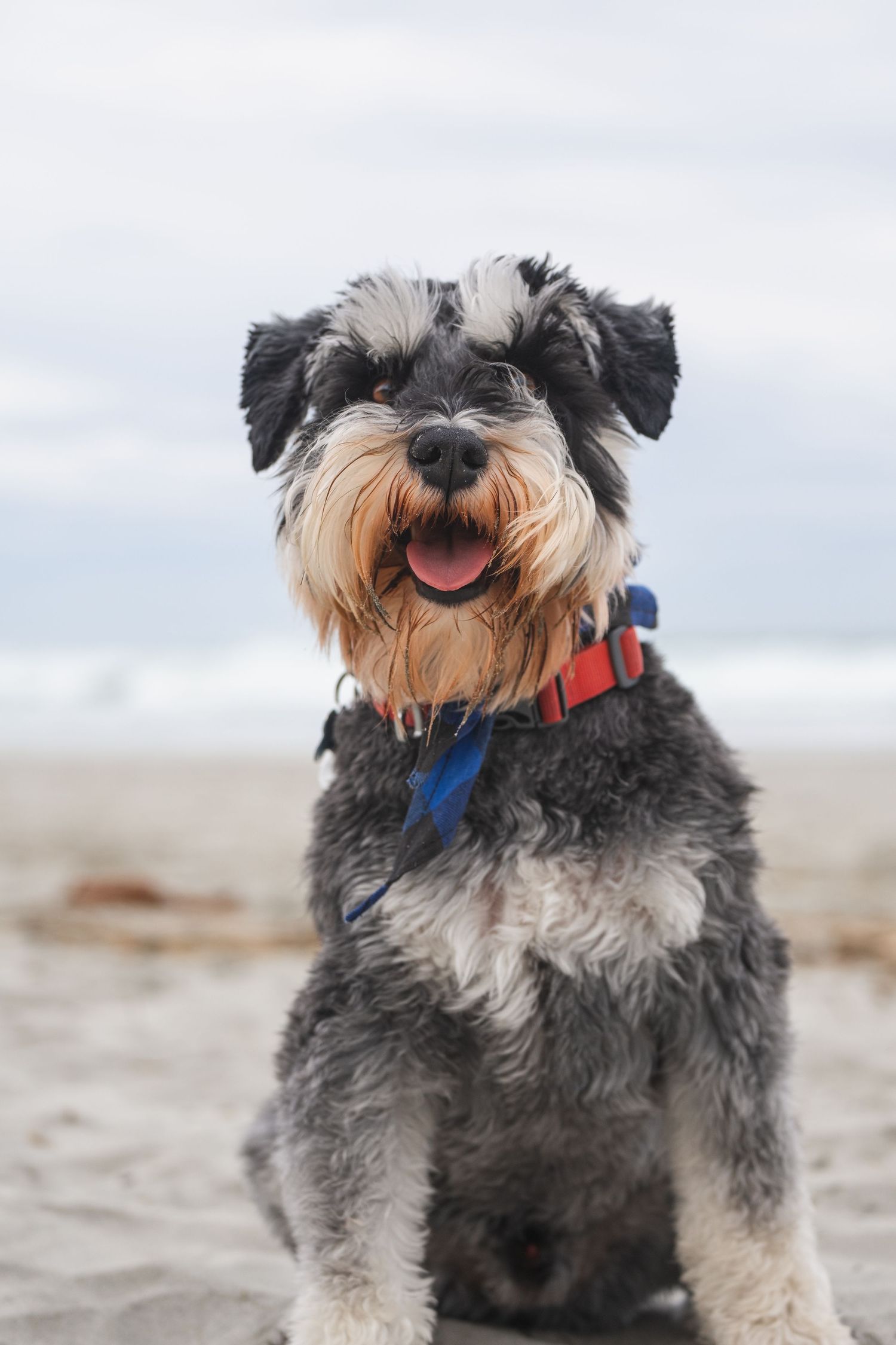 Gray Schnauzer dog sitting on a sandy beach looking at the camera