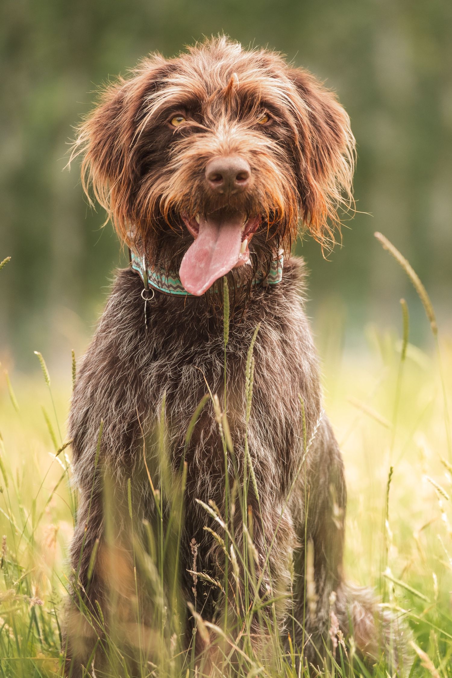 Wirehaired dog with tongue out sitting in tall grass
