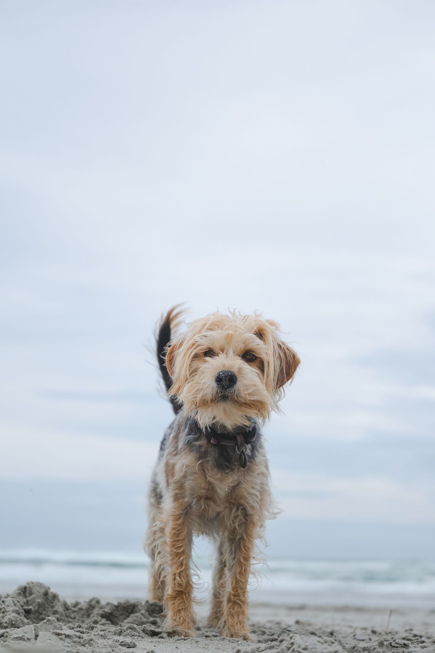 Small, tan and gray terrier mix dog standing on light-colored sand at the beach