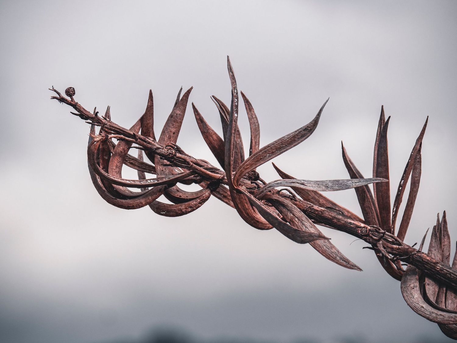 A rusty barbed wire fence with sharp spikes twists against a moody gray sky.