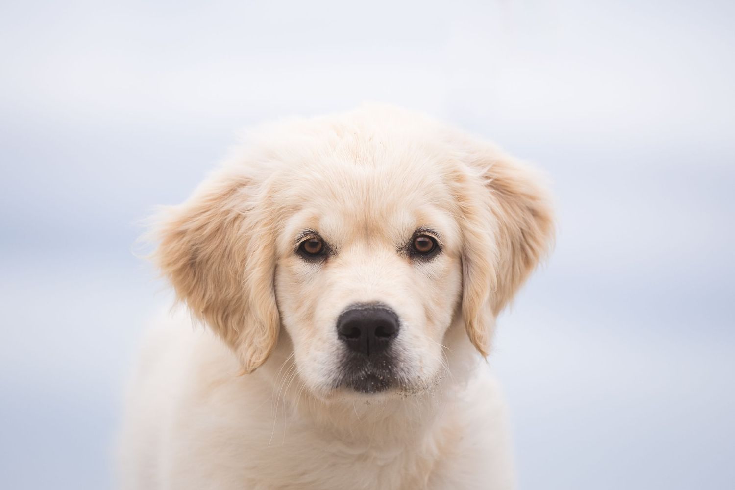 Golden Retriever puppy with soft fur and brown eyes looking at the camera against a light blue background.