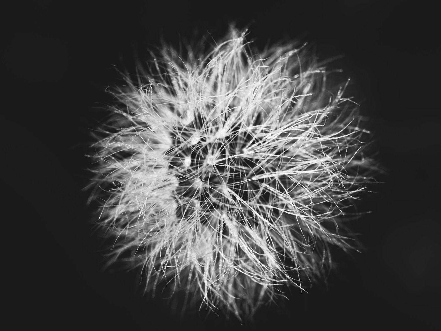 A sequence of dandelion seed heads in black and white showing progressive stages of dispersal.