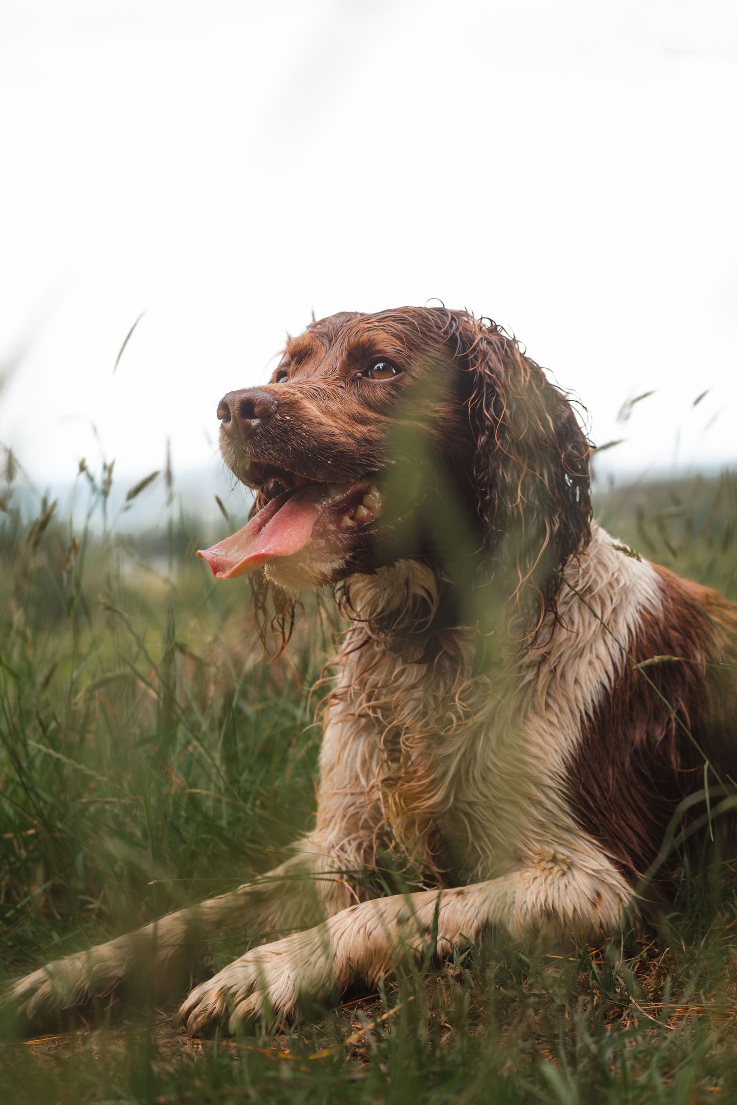 A wet brown and white hunting dog rests in tall grass after retrieving game.