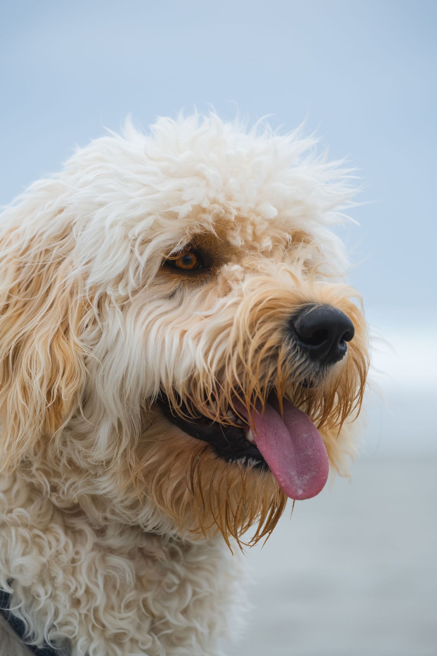 Close-up of a fluffy doodle dog with tongue out, looking to the side