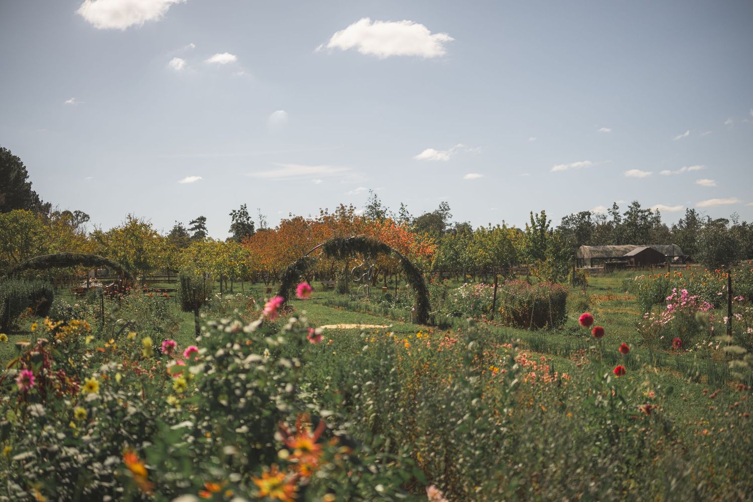 Lush garden with colorful wildflowers, green topiaries, and trees under a bright blue sky.