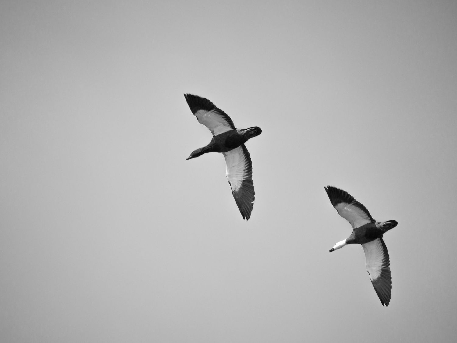 A flock of birds flying in formation against a cloudy sky, creating a dynamic silhouette pattern.