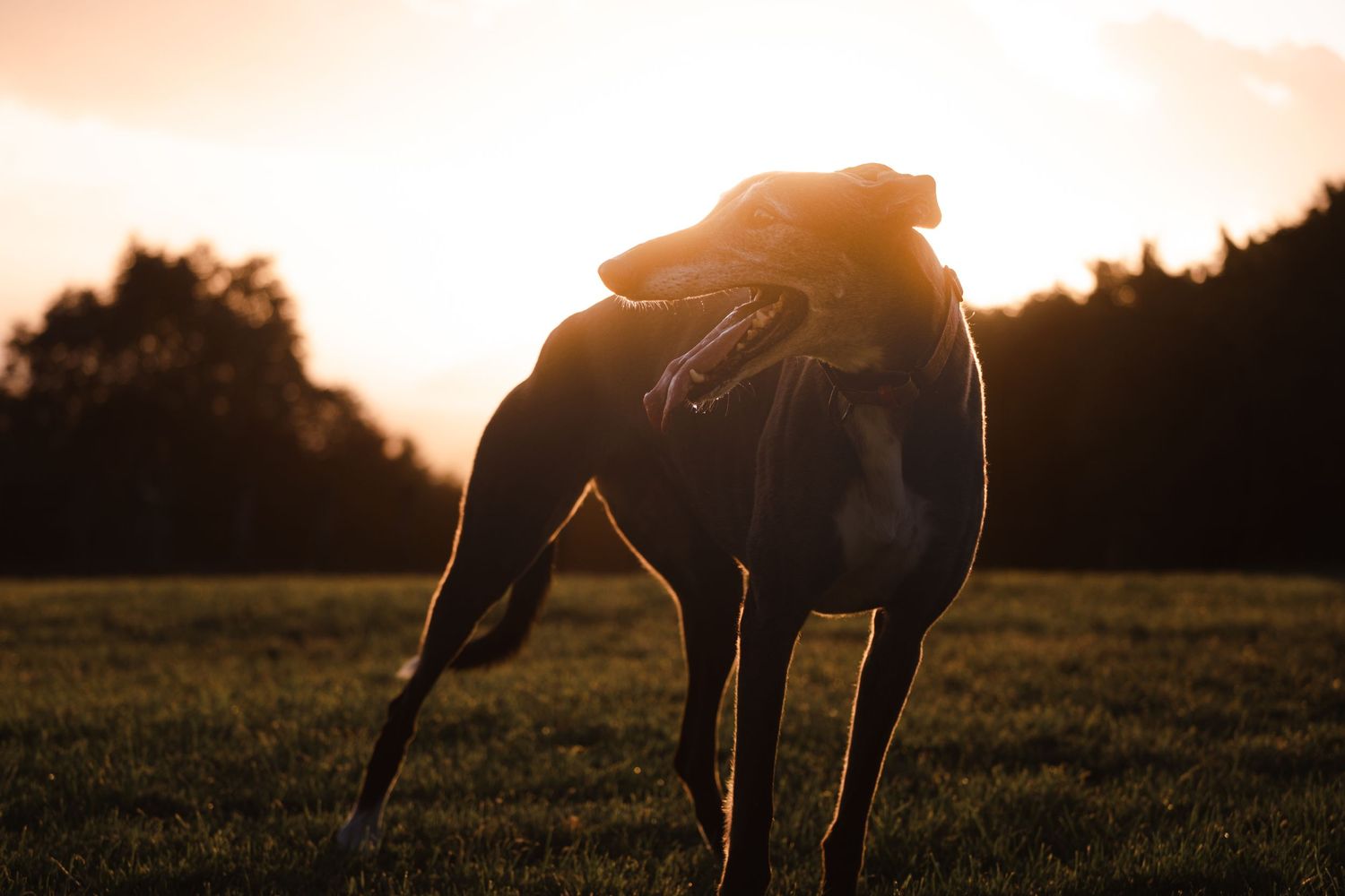 Silhouette of a dog standing in a field at sunset with golden light