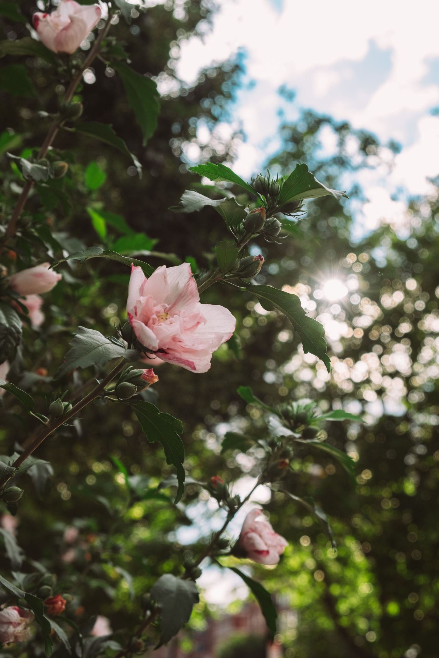 Delicate pink roses blooming among green foliage under a bright summer sky creating a dreamy garden scene.