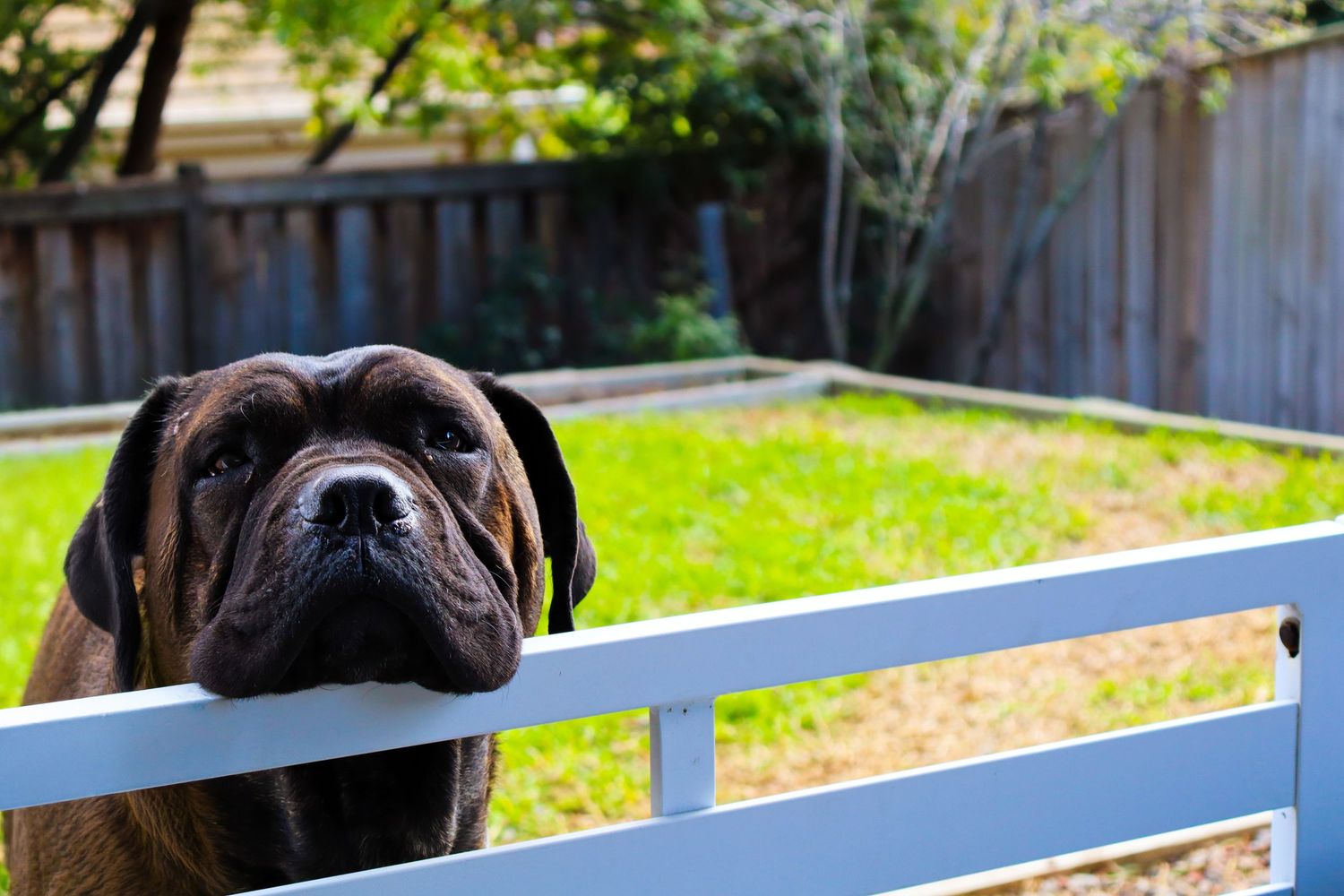 dog on rail