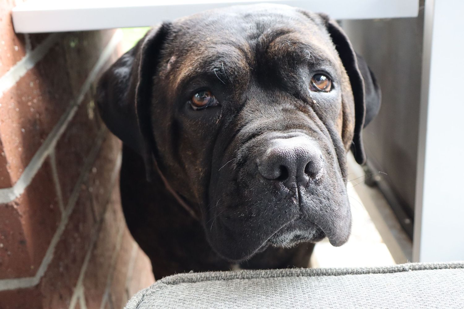 dog under bench