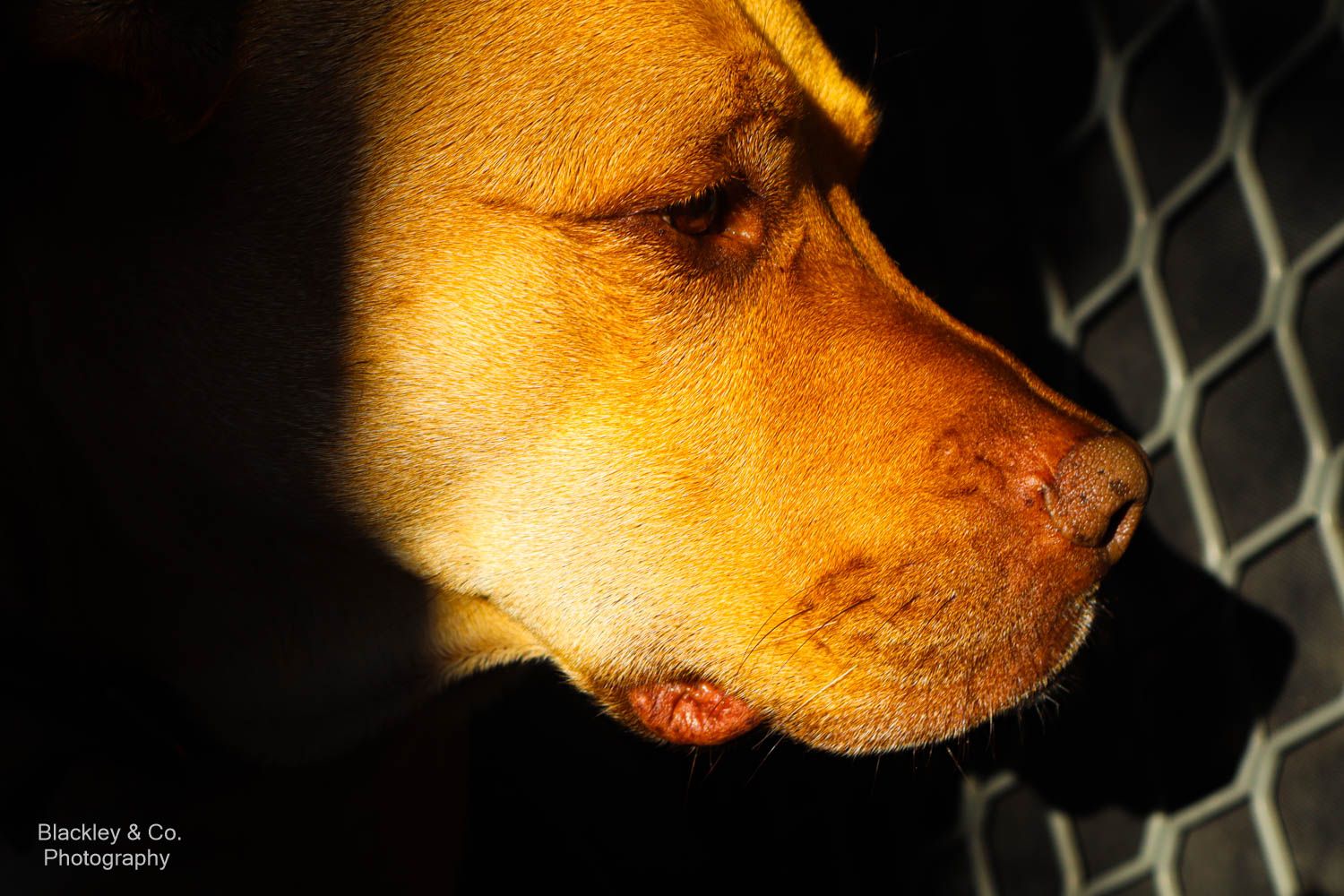 dog at door
