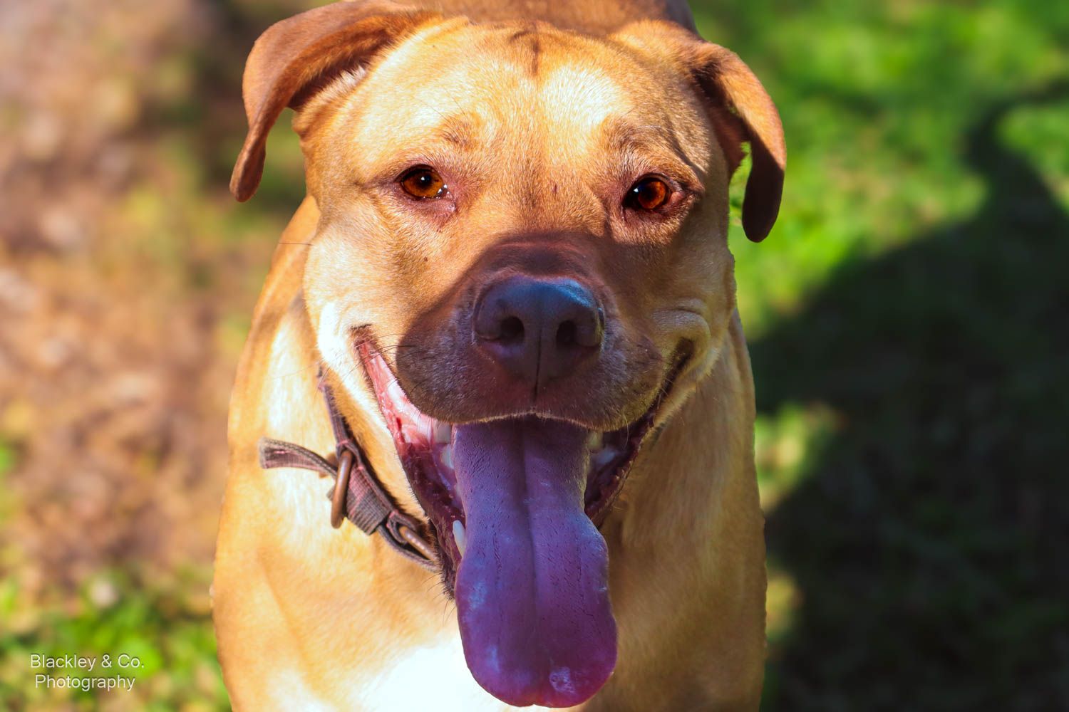 A happy tan pit bull dog with tongue out panting in a sunny green outdoor setting.