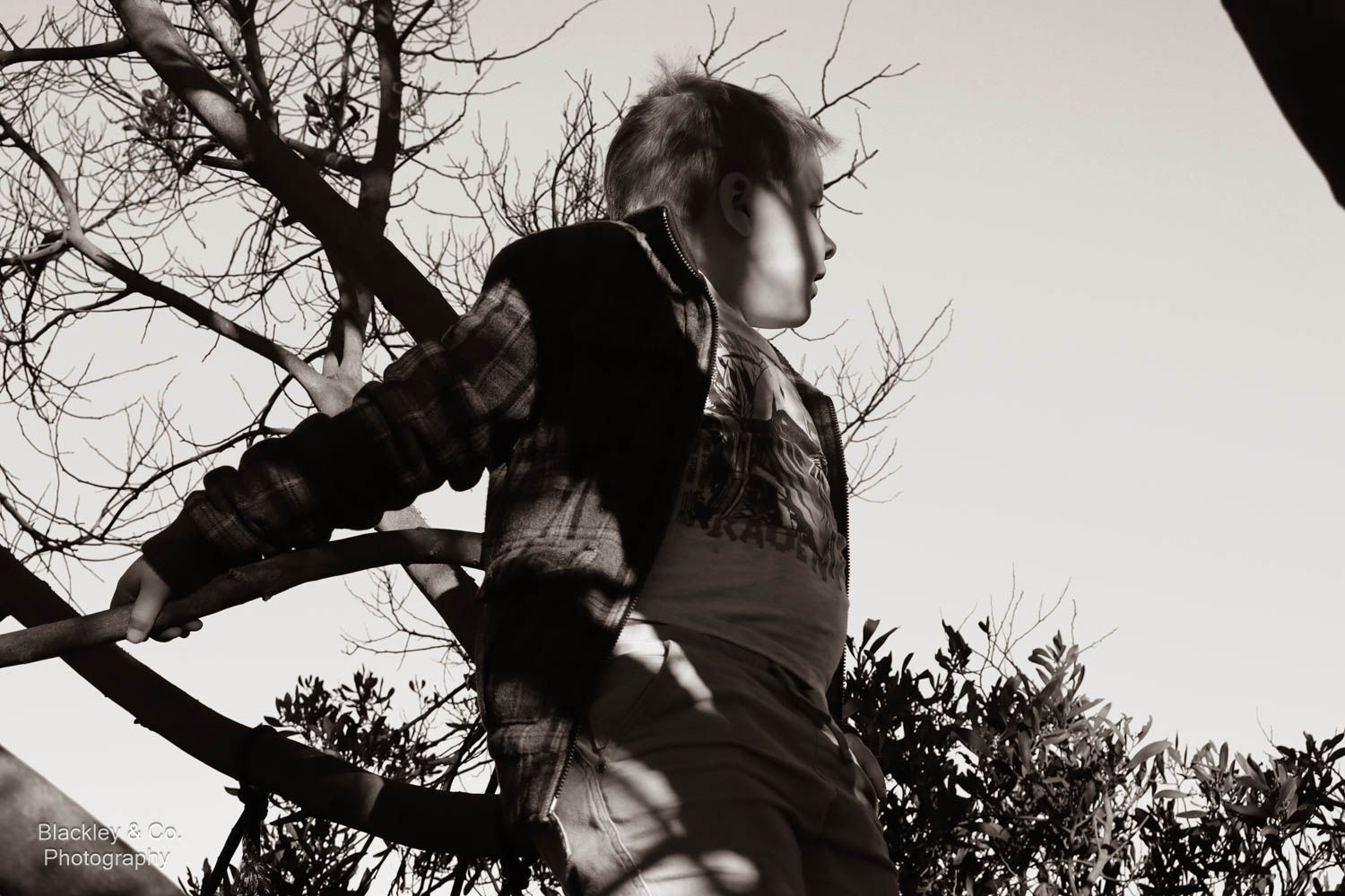 boy in tree