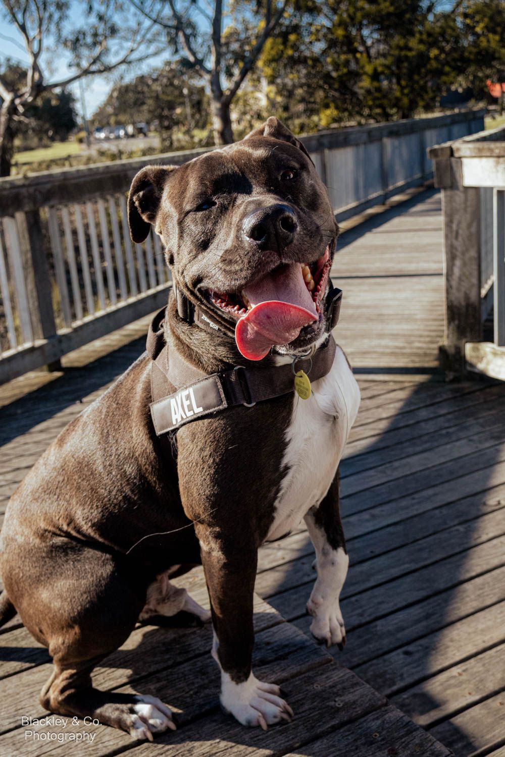 Happy Staffordshire Bull Terrier named Axel sits on a wooden bridge deck, tongue out, wearing a black harness on a sunny day.