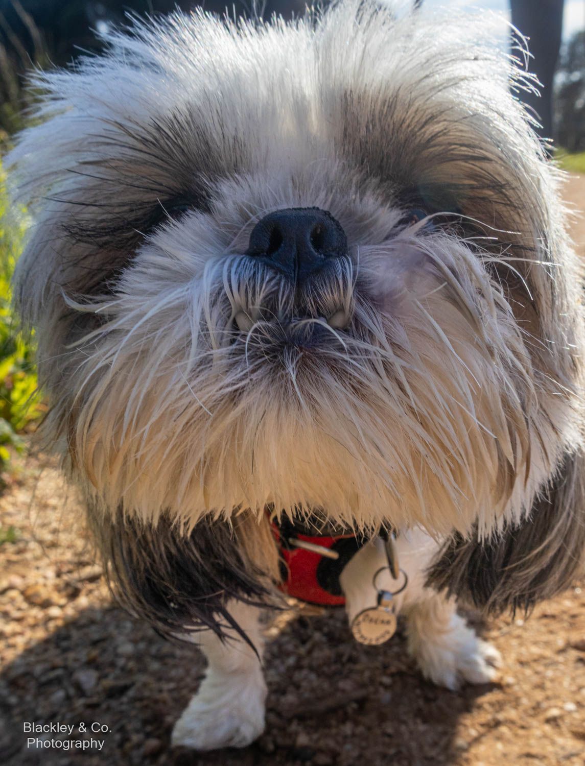 Close-up of a fluffy Shih Tzu dog with a red collar outdoors, photographed by Blackley & Co. Photography.