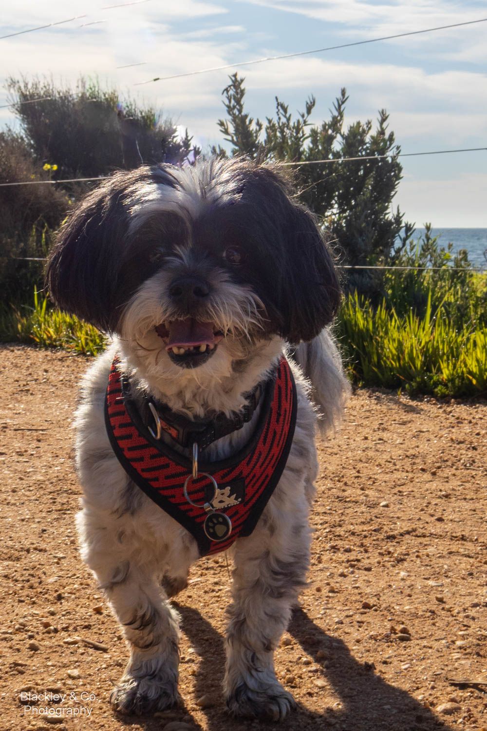A happy Shih Tzu dog wearing a red harness stands on a dirt path with green shrubs and blue sky behind.