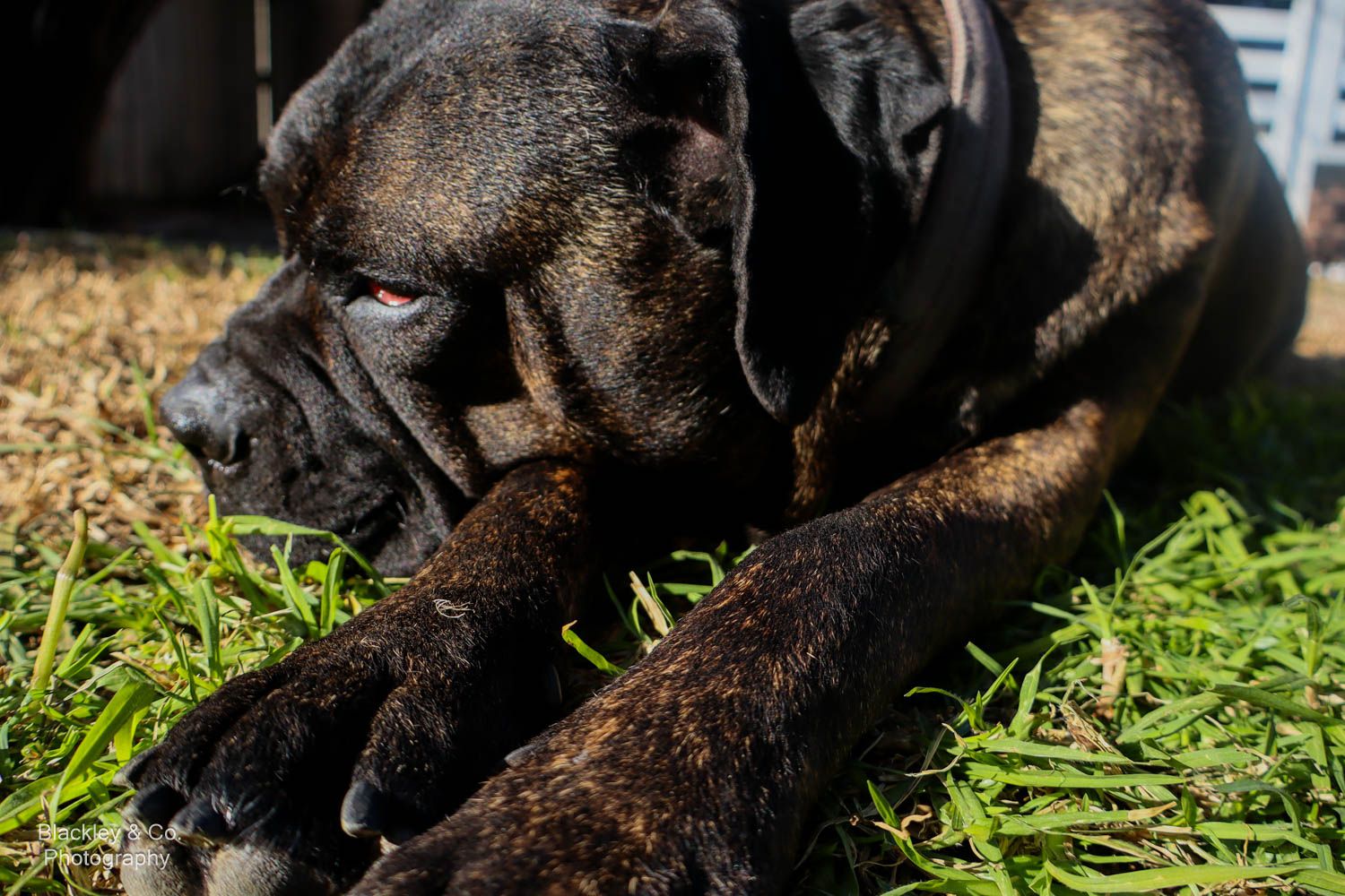 dog on grass