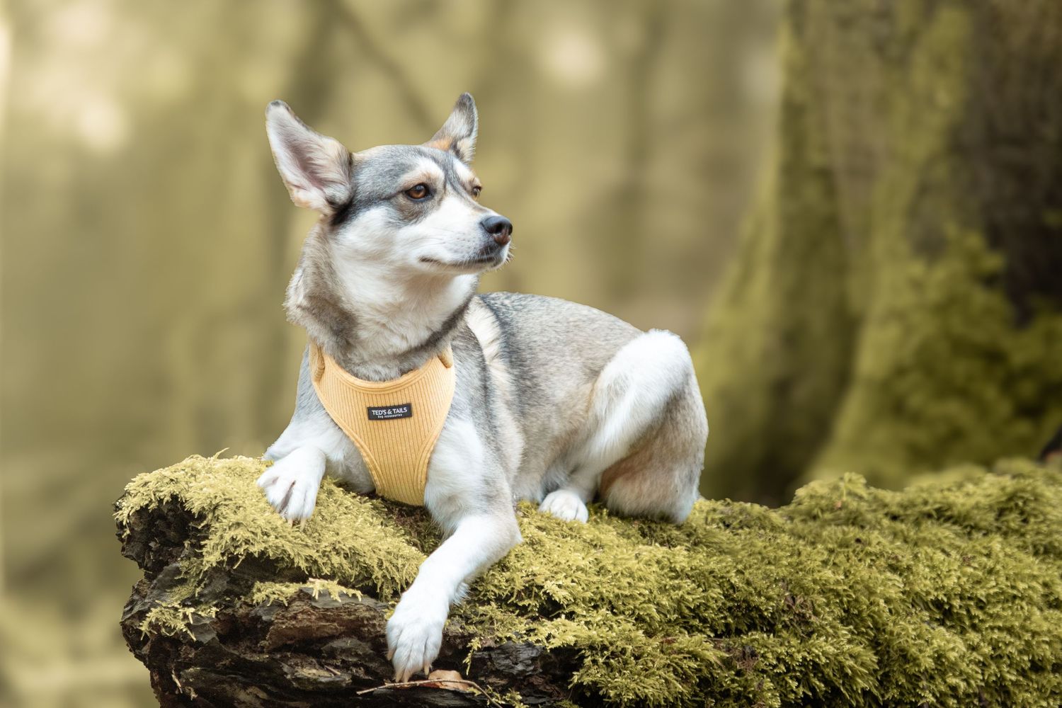 Gray and white Klee Kai dog wearing yellow harness resting on mossy log in forest.
