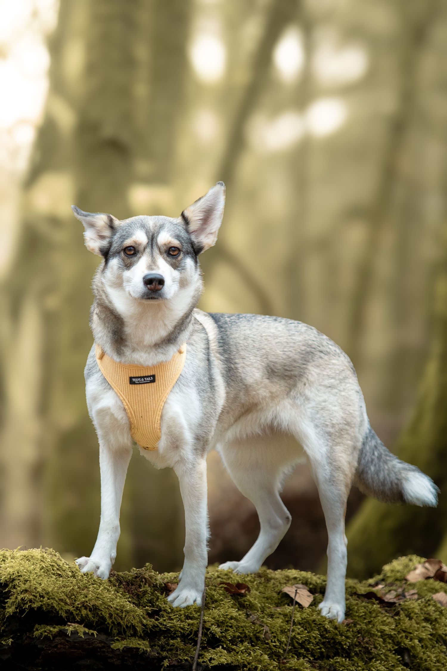 Gray and white Klee Kai dog wearing yellow harness standing on mossy log in forest.