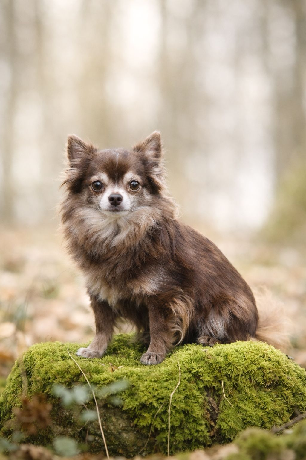 Brown long-haired Chihuahua sitting on a mossy rock in an autumn forest.