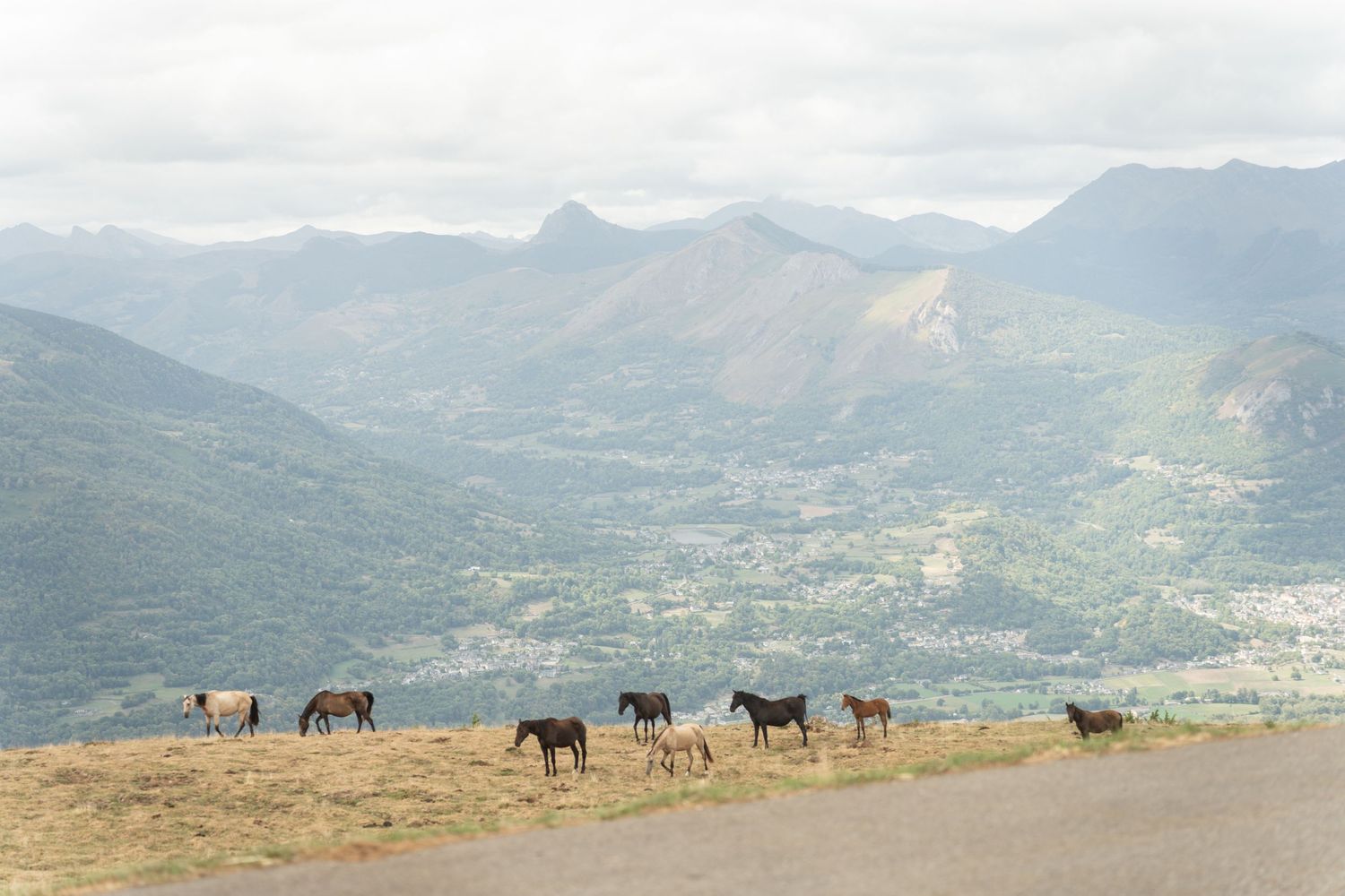 Herd of dark horses grazing on mountain ridge with valley town below.