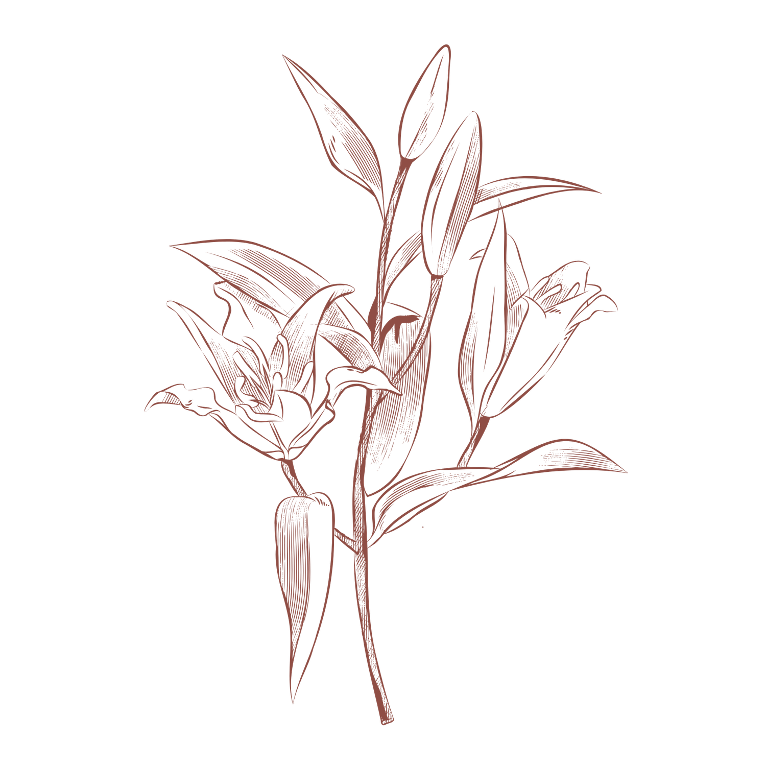 Elegant hand-drawn botanical sketch of lily flowers and buds on a stem in delicate rose-brown ink lines.