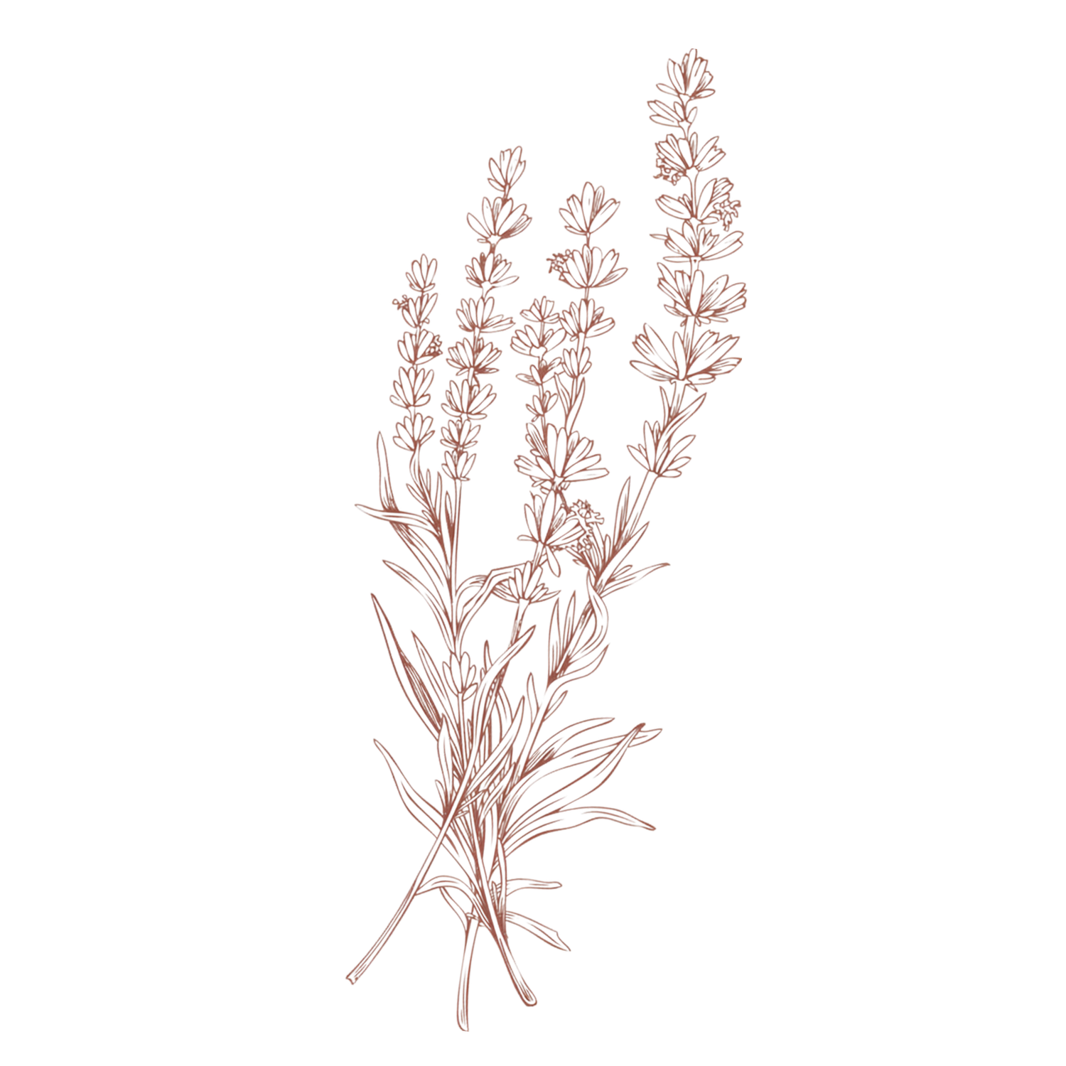 Delicate hand-drawn lavender bouquet sketch in rose-brown ink, featuring multiple flowering stems tied together.