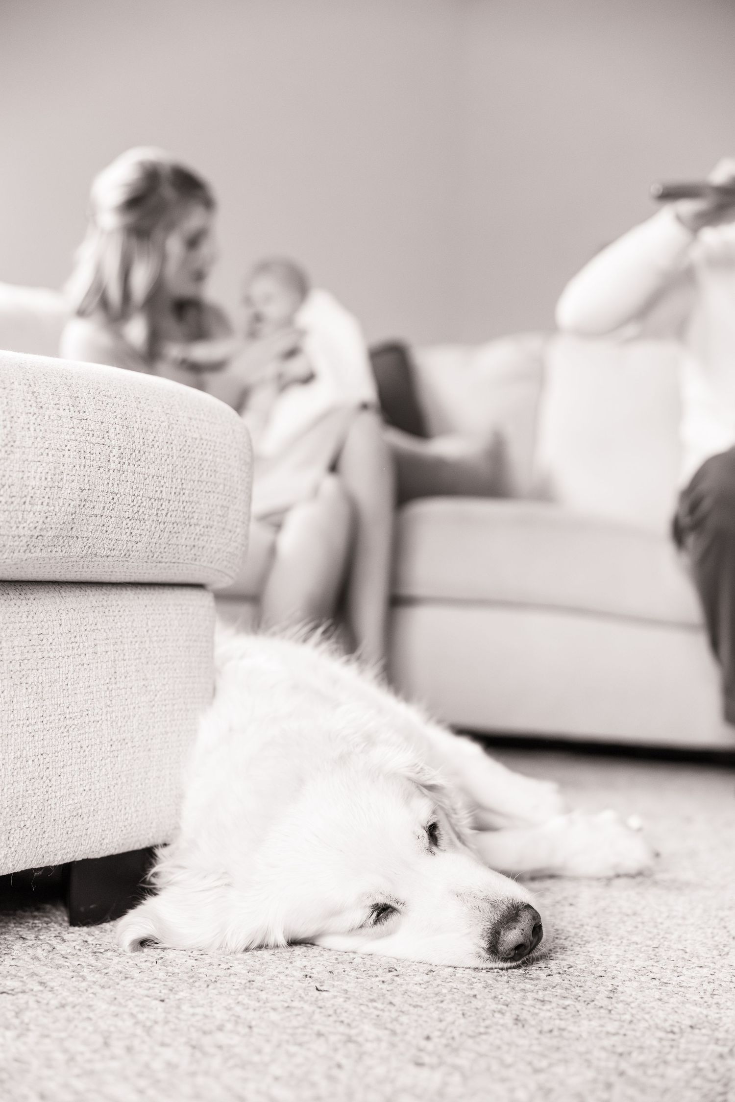 White dog resting on carpet near furniture in a minimalist room setting.