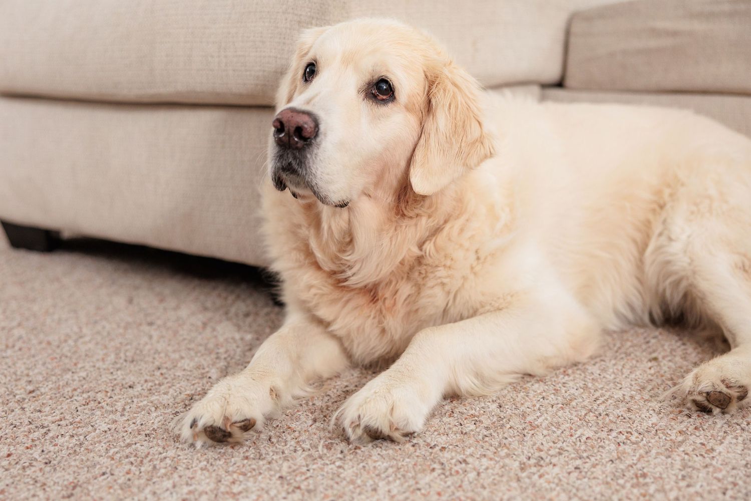 Golden retriever dog lying relaxed on beige carpet.