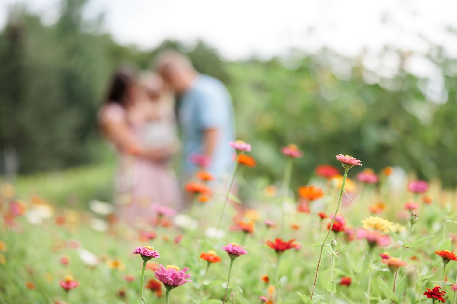 A couple shares a tender moment blurred in the background of a colorful zinnia flower field.