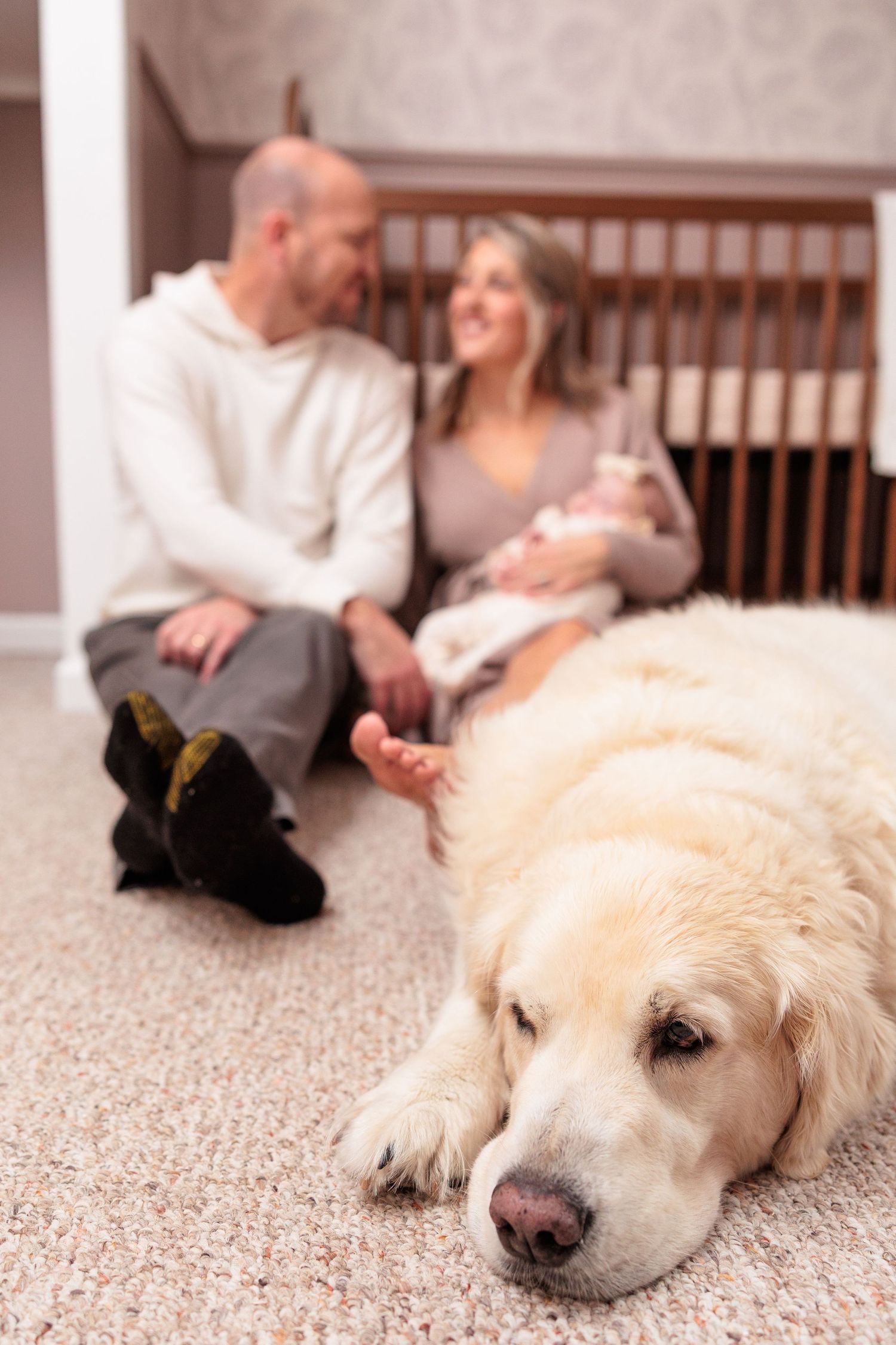 A golden retriever dog lies relaxed on a beige carpet while people sit in the background on a couch.