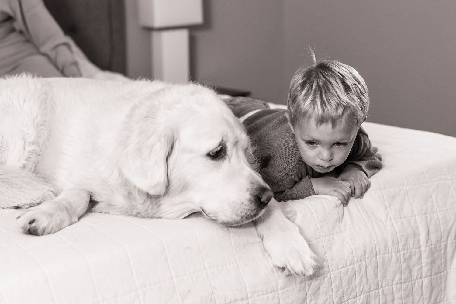 Series of black and white photos showing a white dog relaxing on furniture.