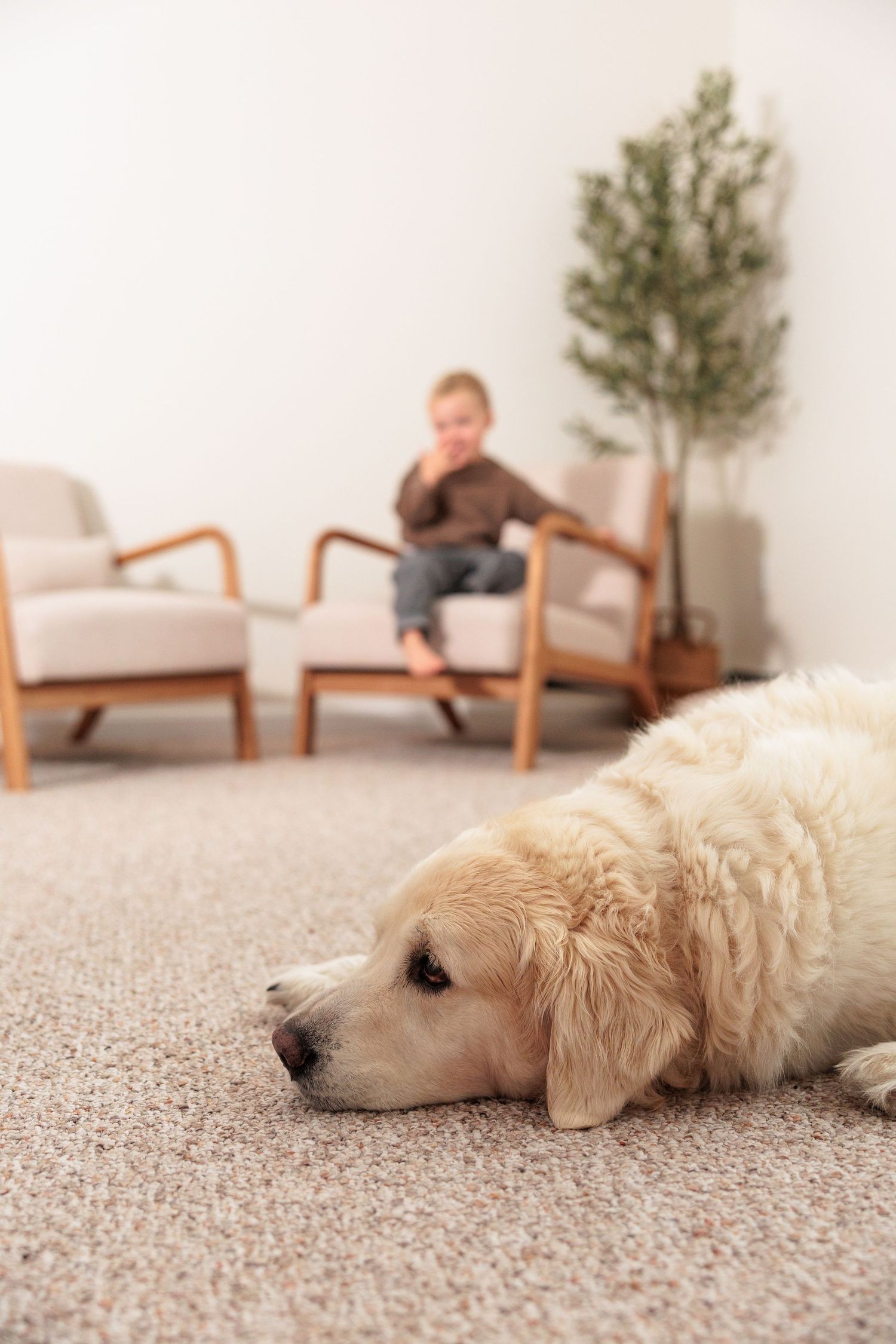 Golden retriever dog lying lazily on beige carpet with living room furniture in background.