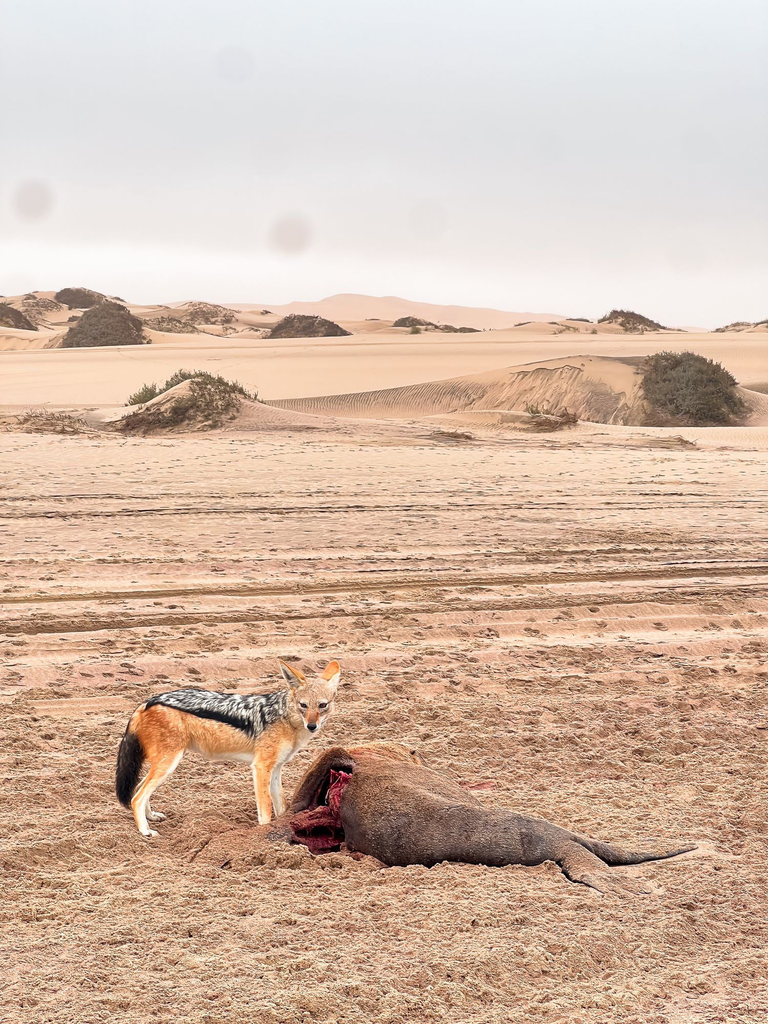tackle eating seal in the Namibia desert at sandwich harbor area
