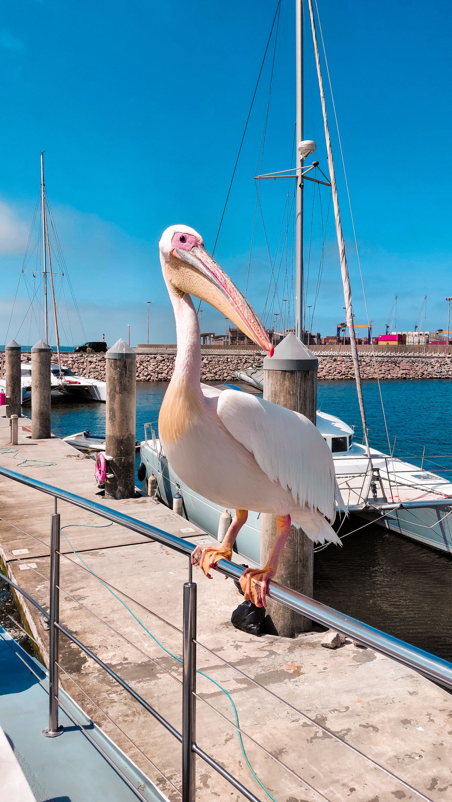 a pelican at Walvis Bay waterfront