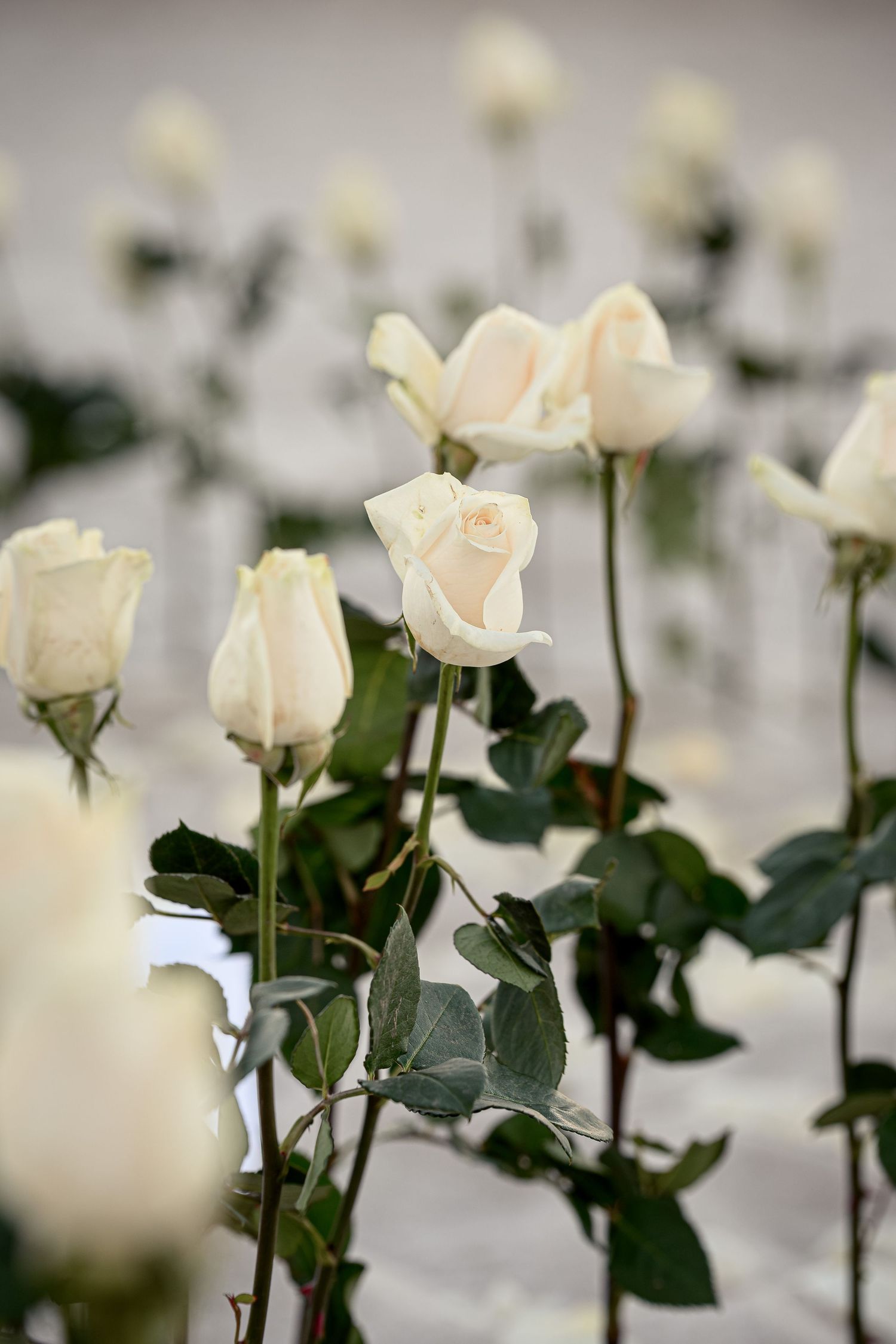 Close-up of elegant white roses in full bloom with green leaves on long stems, soft focus background.